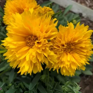 Yellow Coreopsis Plugs Set of 2 - 3-5 inch - Cheerful Blooms