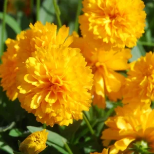 Yellow Coreopsis Plugs Set of 2 - 3-5 inch - Cheerful Blooms