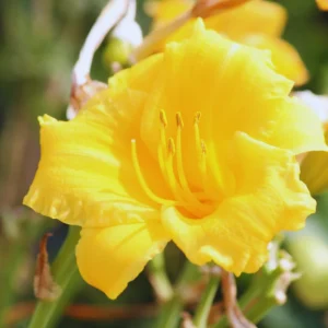 Yellow Daylily Bulbs for Planting - Annual Flower Plant Bulbs