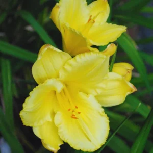 Yellow Daylily Bulbs for Planting - Annual Flower Plant Bulbs