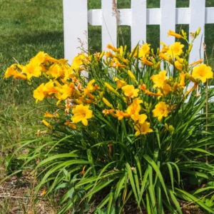 Yellow Daylily Bulbs for Planting - Annual Flower Plant Bulbs