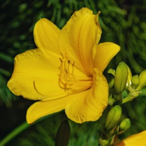 Yellow Daylily Bulbs for Planting - Annual Flower Plant Bulbs