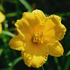 Yellow Daylily Bulbs for Planting - Annual Flower Plant Bulbs