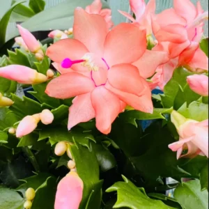 Yellow Peachy Christmas Cactus Live Plant 2'' Pot Holiday Cactus