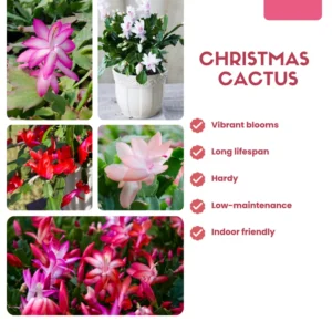 Yellow Peachy Christmas Cactus Live Plant 2'' Pot Holiday Cactus