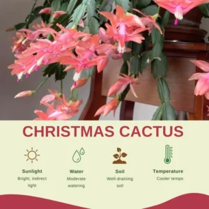 Yellow Peachy Christmas Cactus Live Plant 2'' Pot Holiday Cactus