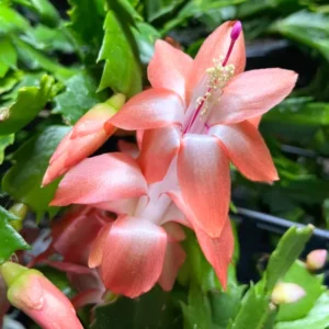 Yellow Peachy Christmas Cactus Live Plant 2'' Pot Holiday Cactus