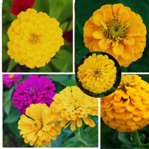 Yellow Zinnia Live Plants - 4 Inch Pot Flower Plant