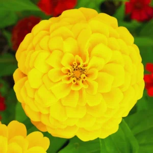 Yellow Zinnia Live Plants - 4 Inch Pot Flower Plant