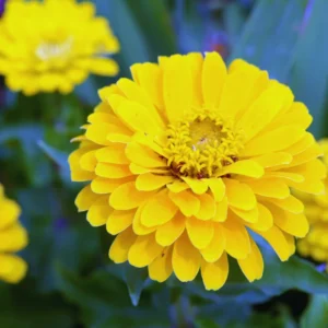 Yellow Zinnia Live Plants - 4 Inch Pot Flower Plant