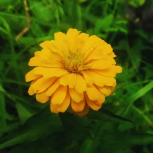 Yellow Zinnia Live Plants - 4 Inch Pot Flower Plant