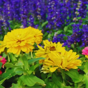 Yellow Zinnia Live Plants - 4 Inch Pot Flower Plant