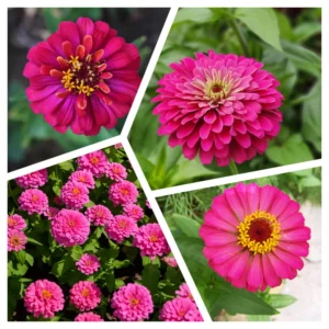 Zinnia Flowering Plants - 4'' Pot Annual Zinnia Plants for Planting
