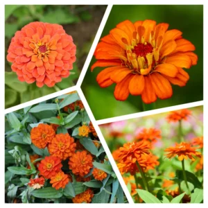 Zinnia Flowering Plants - 4'' Pot Annual Zinnia Plants for Planting