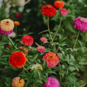 Zinnia Live Plants for Planting - Flower Plant Tree in 4 Inch Pot