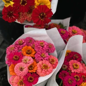 Zinnia Live Plants for Planting - Flower Plant Tree in 4 Inch Pot