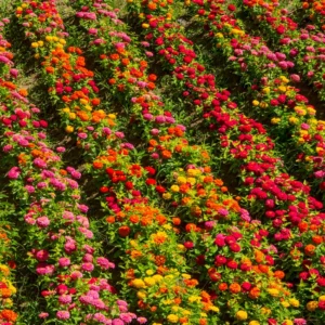 Zinnia Live Plants for Planting - Flower Plant Tree in 4 Inch Pot