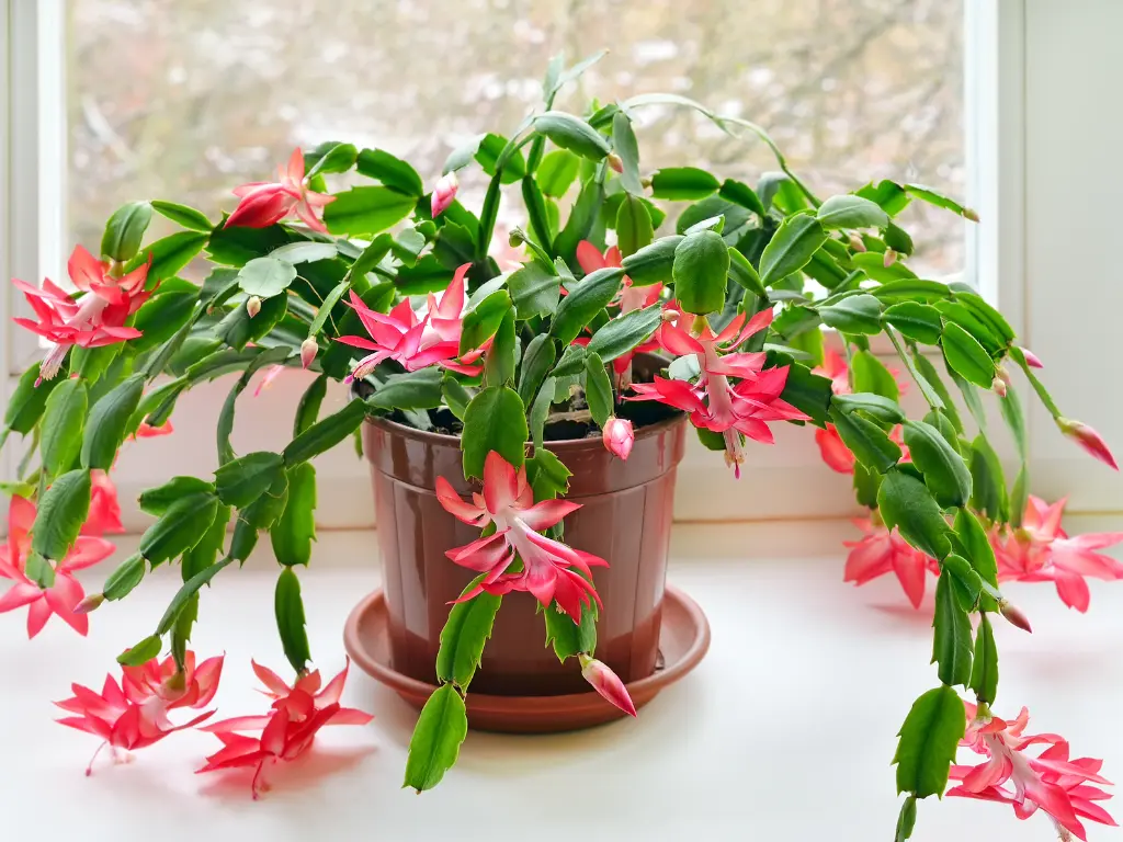 caring for Christmas Cactus