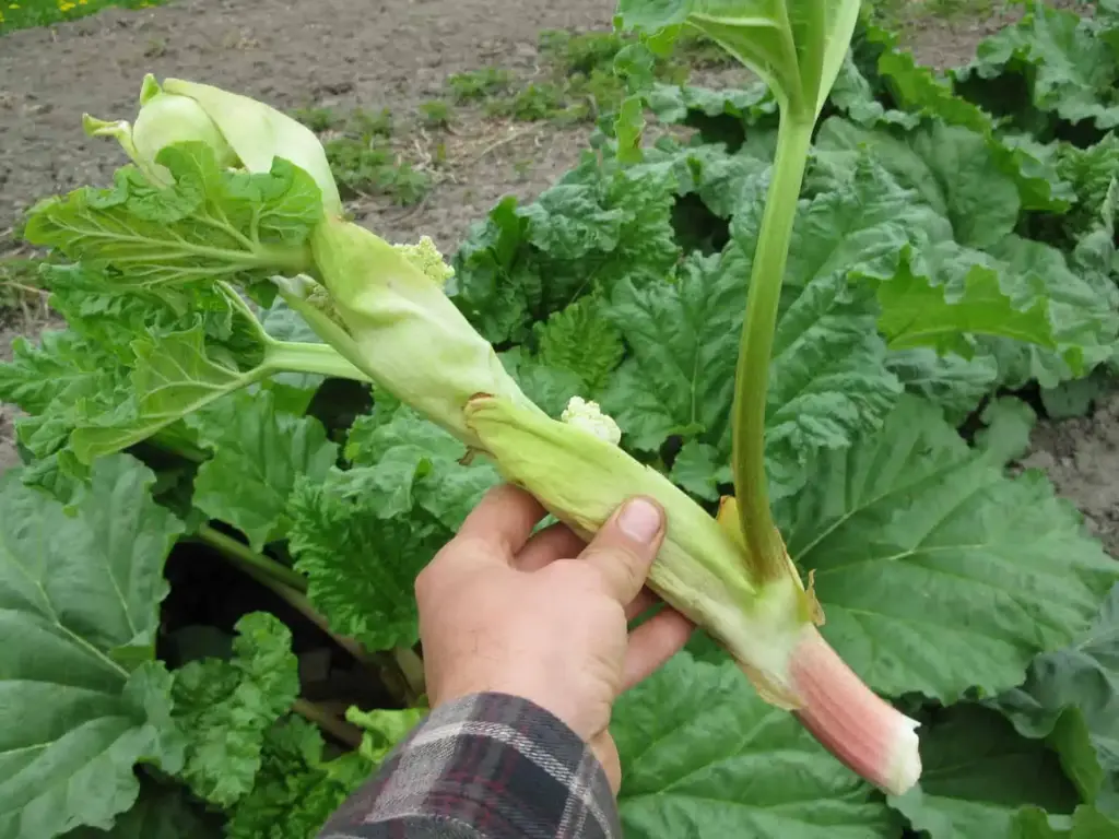 cut off flowering rhubarb