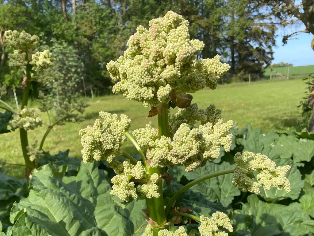 Rhubarb in bloom with clusters of creamy, cauliflower-like flowers — beautiful but energy-draining for the plant.