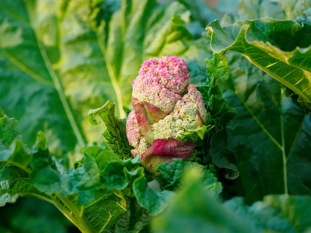 flowers on rhubarb