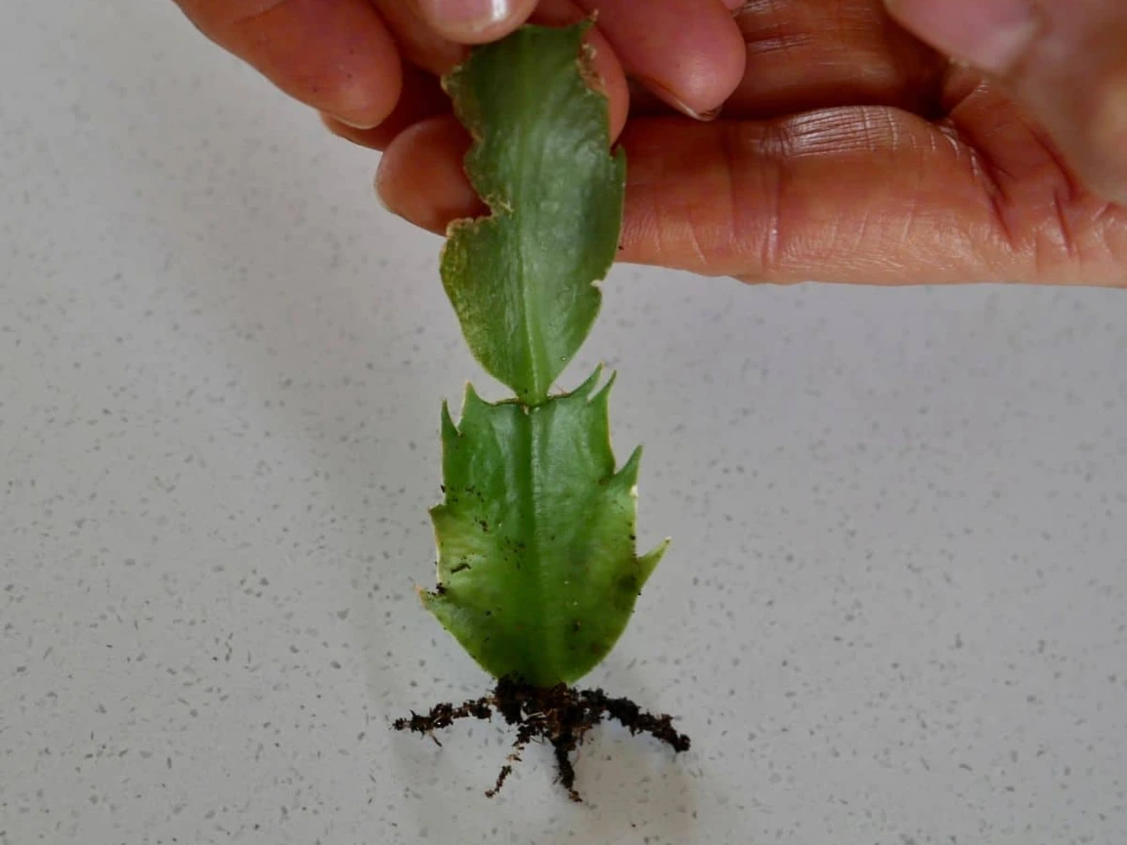 a young Christmas cactus plant