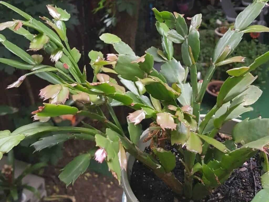 prune chirstmas cactus