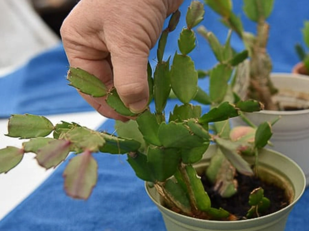 Pruning Christmas Cactus