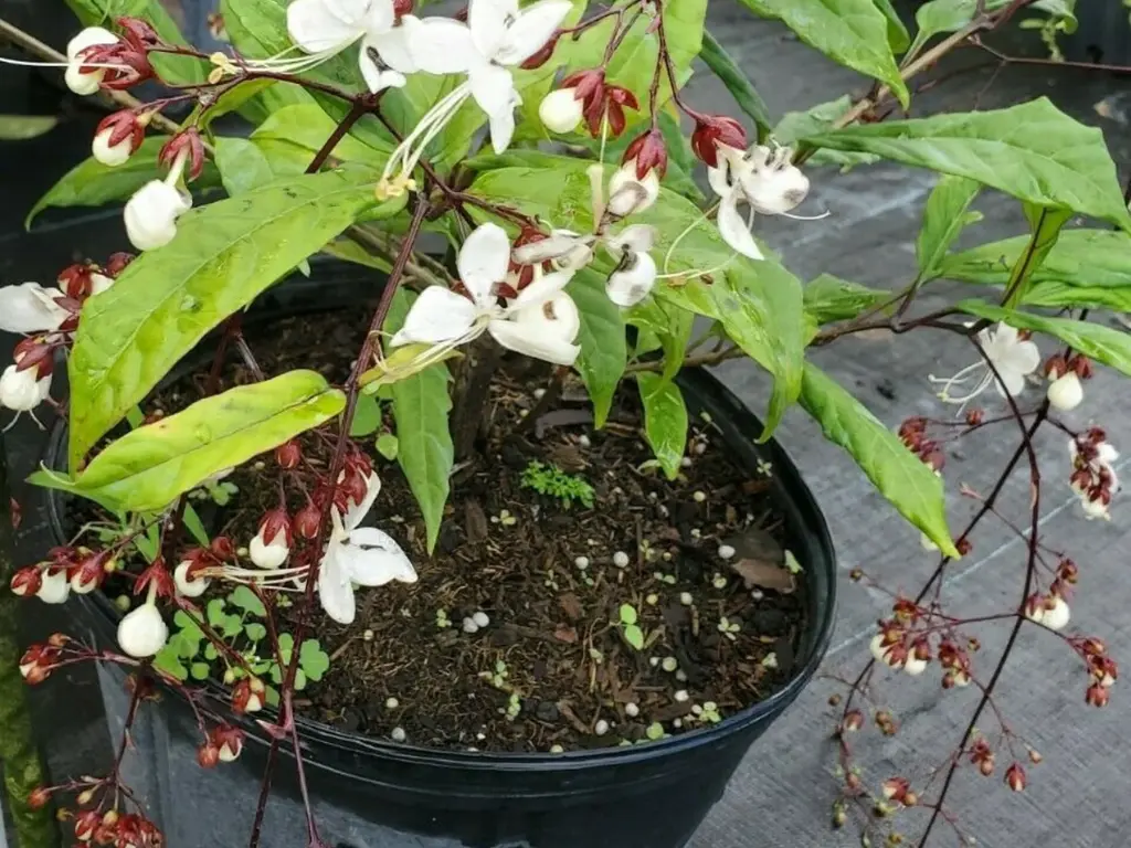 growing Clerodendrum Wallichii in Pots