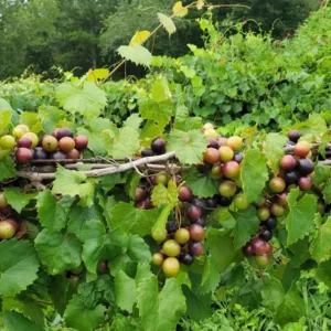 1 Alachua Muscadine Grape Starter Plug - Vitis rotundifolia - Self-Fertile Vine - Image 2