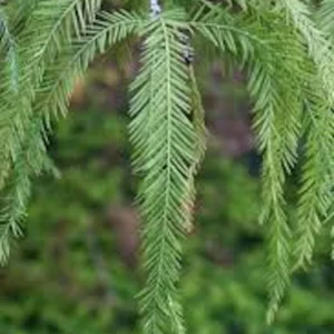 1 Bald Cypress Tree 12-24in Tall Taxodium distichum Landscape Tree Bare Root - Image 3