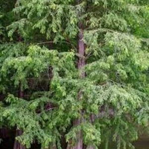 1 Bald Cypress Tree 12-24in Tall Taxodium distichum Landscape Tree Bare Root - Image 5