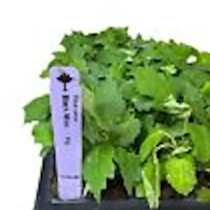 1 Black Mission Fig Tree Starter Plant - Ficus Carica Perennial Live Plant - Image 3