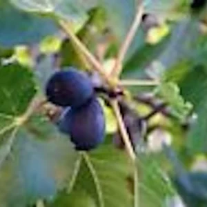 1 Black Mission Fig Tree Starter Plant - Ficus Carica Perennial Live Plant - Image 1