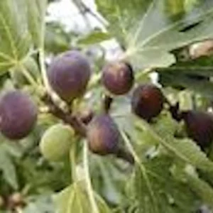 1 Black Mission Fig Tree Starter Plant - Ficus Carica Perennial Live Plant - Image 6