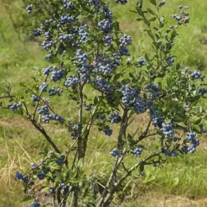 1 Chandler Blueberry Live Plant – Vaccinium corymbosum – Large Berries - Image 2