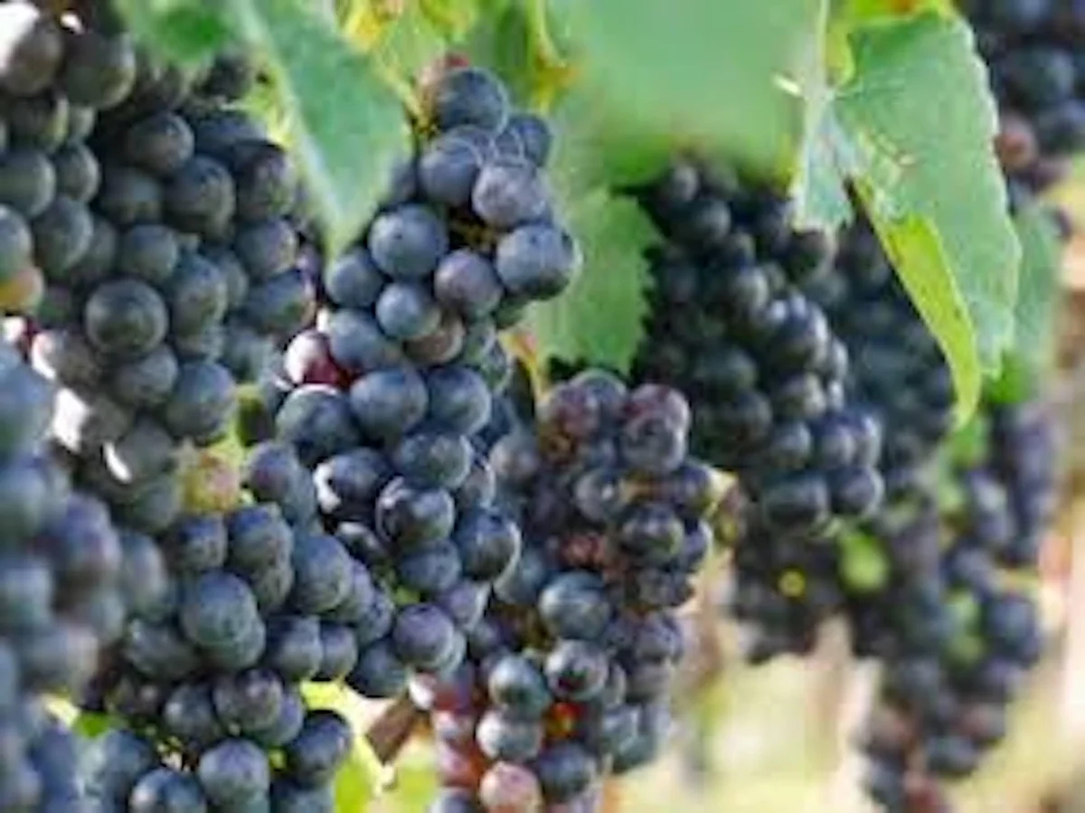 1 Delicious Muscadine Grape Vine Live Plant - Vitis Rotundifolia - Image 2