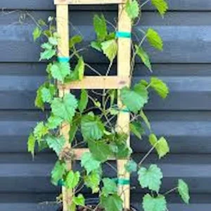 1 Delicious Muscadine Grape Vine Live Plant - Vitis Rotundifolia - Image 3