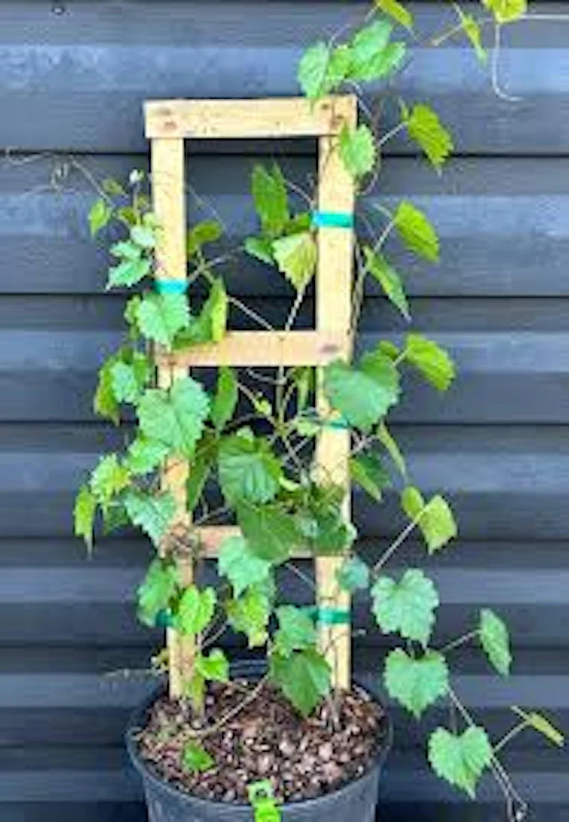1 Delicious Muscadine Grape Vine Live Plant - Vitis Rotundifolia - Image 3