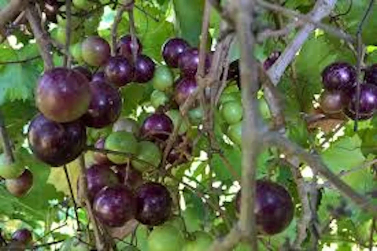 1 Delicious Muscadine Grape Vine Live Plant - Vitis Rotundifolia - Image 1
