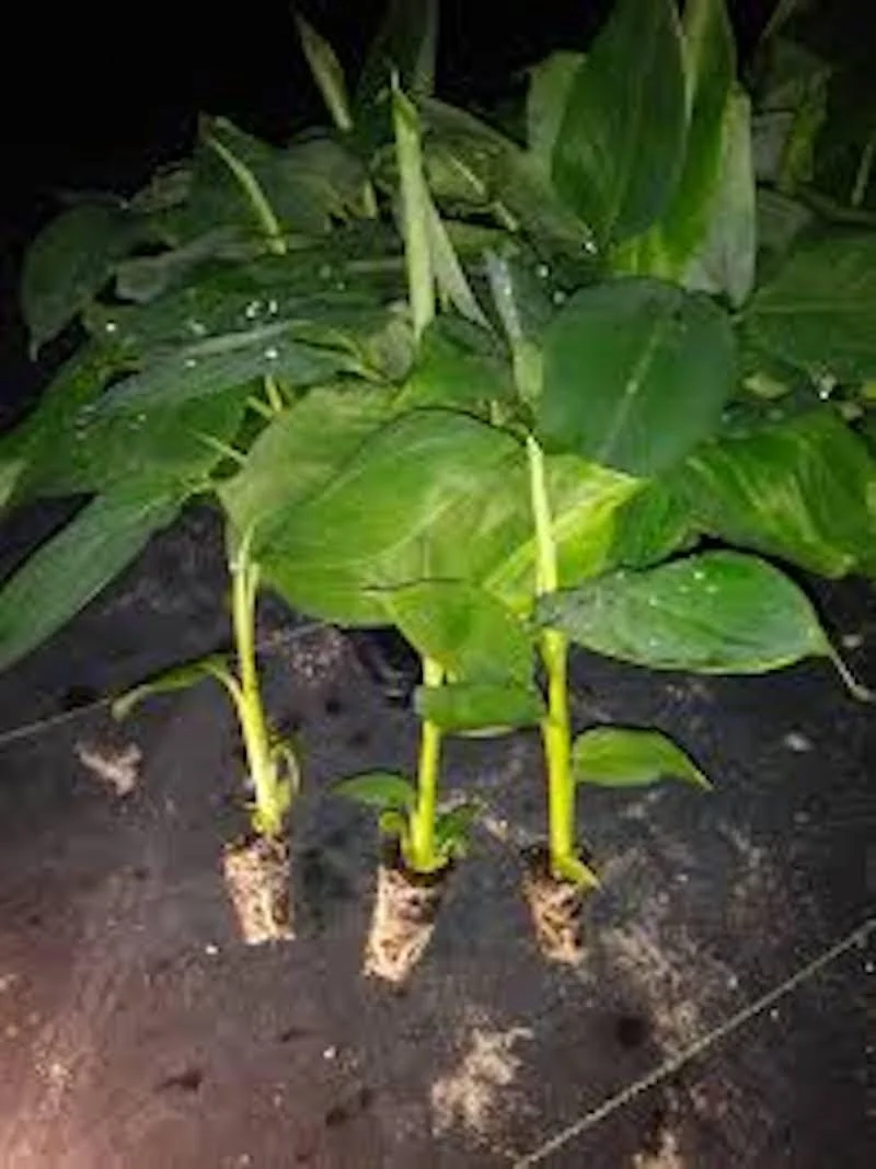 1 Goldfinger Banana Starter Plant FHIA-01 - Live Banana Plant - Image 4