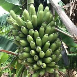 1 Goldfinger Banana Starter Plant FHIA-01 - Live Banana Plant - Image 7