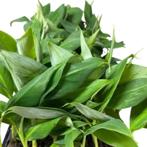 1 Grand Nain Banana Tree Starter Plant - Live Fruit Plant - Image 2