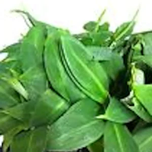 1 Grand Nain Banana Tree Starter Plant - Live Fruit Plant - Image 5