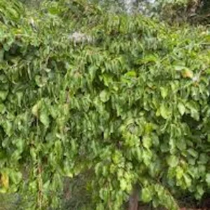 1 Issai Hardy Kiwi Live Plant - Self-Pollinating Fruit Vine - Image 2