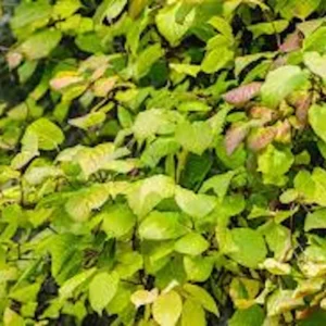 1 Issai Hardy Kiwi Live Plant - Self-Pollinating Fruit Vine - Image 1