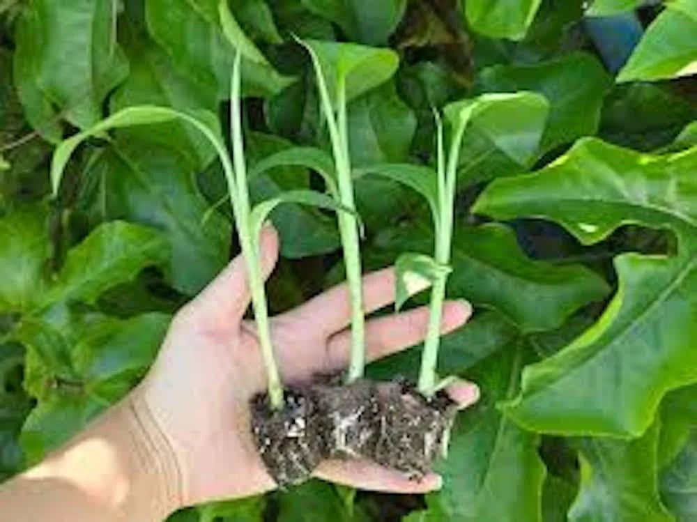 1 Lakatan Banana Starter Plug Musa acuminata 'Lakatan' Live Plant Sweet Fruit - Image 4