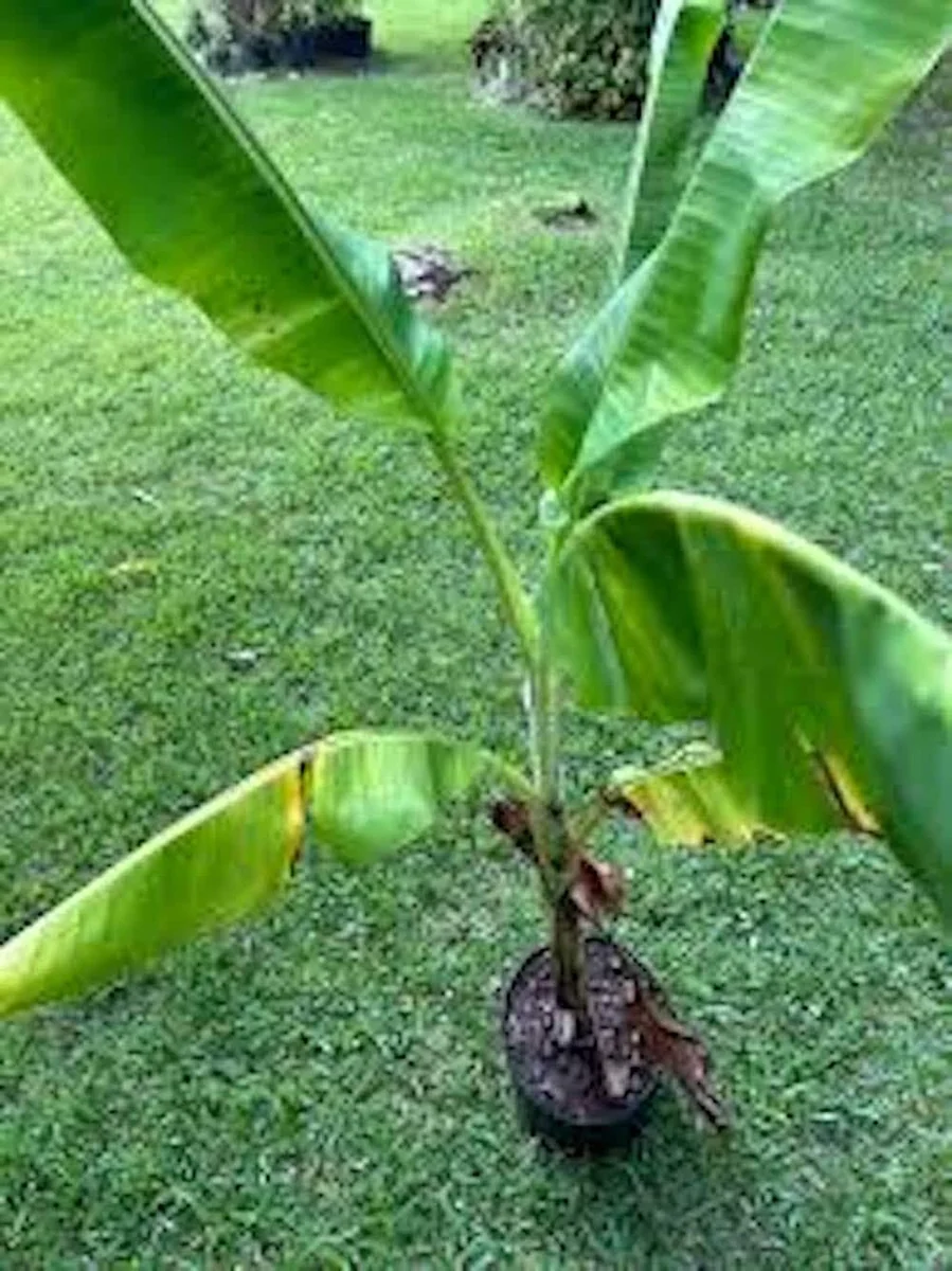 1 Lakatan Banana Starter Plug Musa acuminata 'Lakatan' Live Plant Sweet Fruit - Image 5