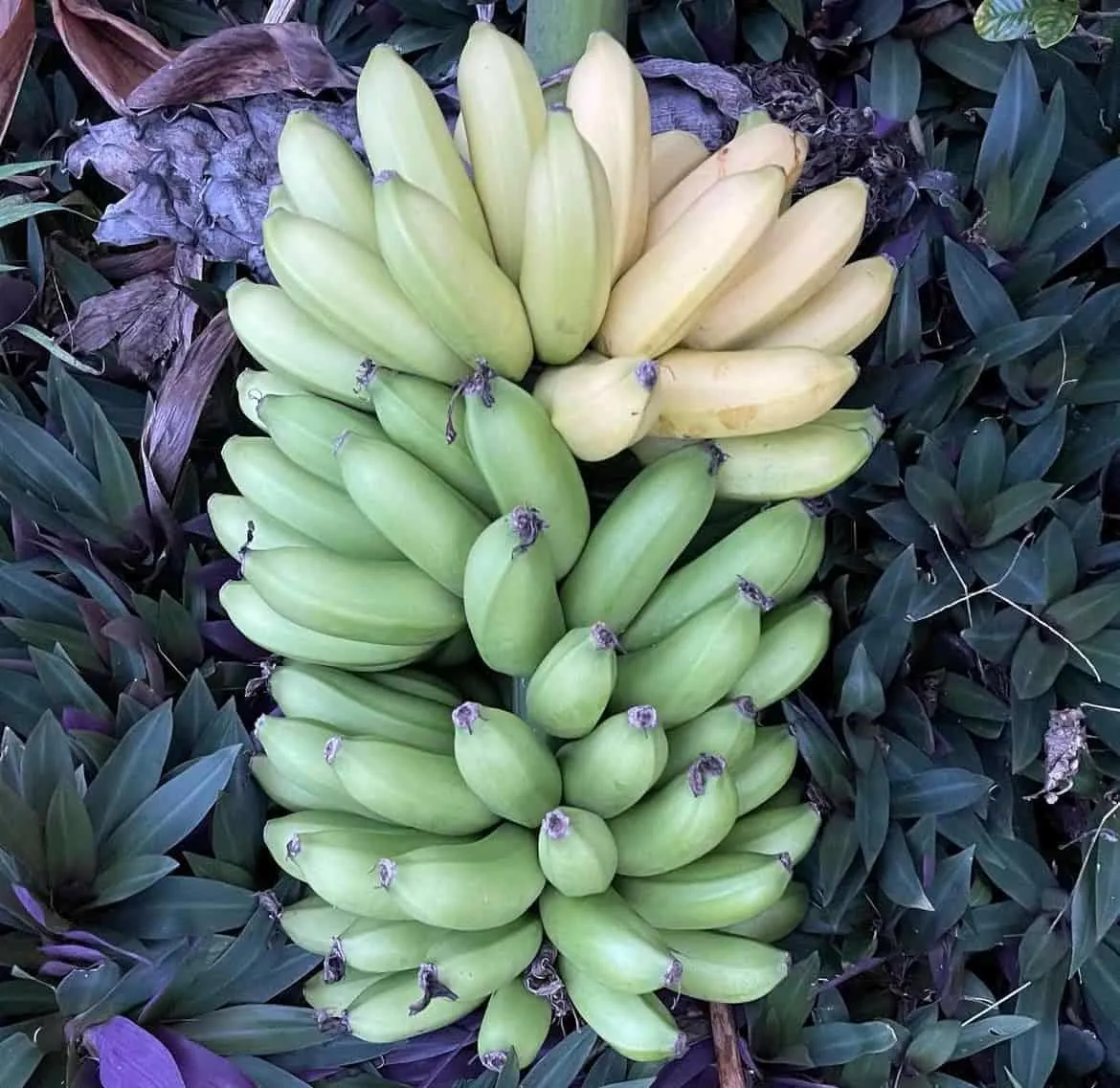 1 Lakatan Banana Starter Plug Musa acuminata 'Lakatan' Live Plant Sweet Fruit - Image 6