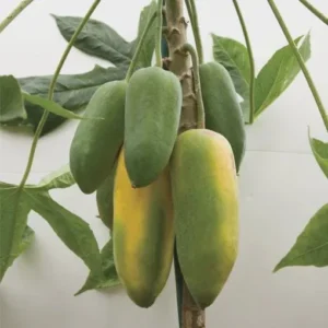 1 Mountain Papaya Babaco Starter Plant Bare Root - Seedless Fruit Tree - Image 3